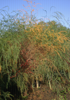 Plant d'asperge présentant des symptômes de Stemphilium